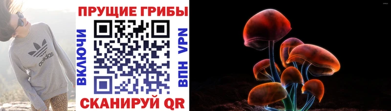 купить   Выборг  Галлюциногенные грибы MAGIC MUSHROOMS 