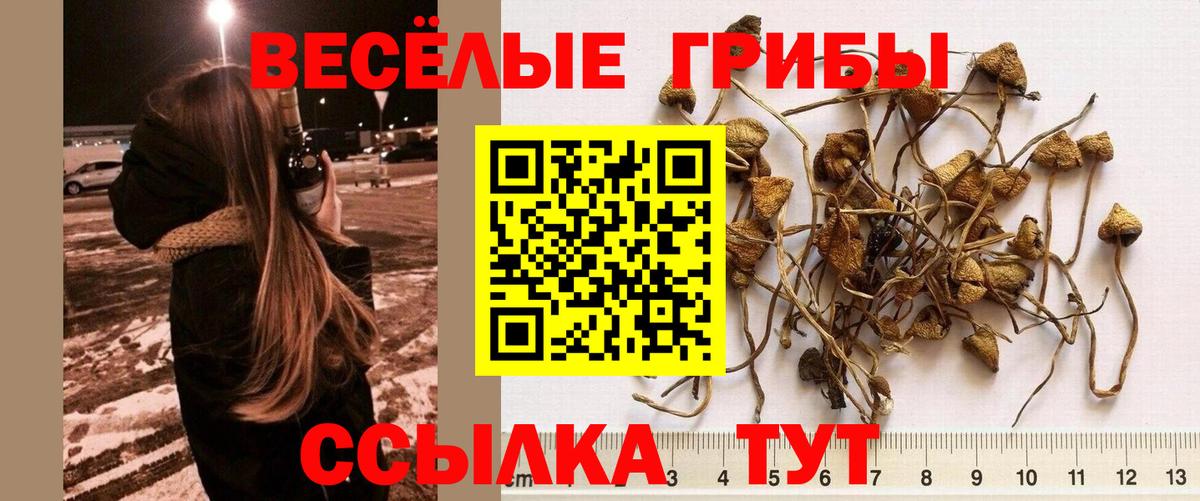 Псилоцибиновые грибы Cubensis  Вход с VPN  Выборг  Псилоцибиновые грибы Magic Shrooms 